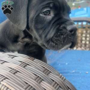 Aaliyah, Cane Corso Puppy